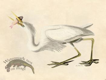 Great White Heron - Tribute Bd 70